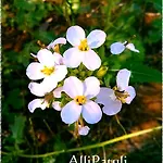 Allipatuli * Gallipoli